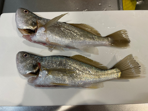 イシモチの釣果