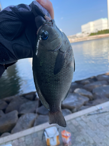 グレの釣果