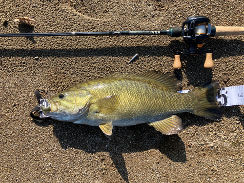 スモールマウスバスの釣果