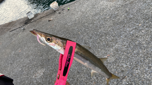 カマスの釣果