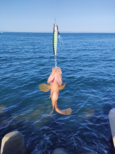 キジハタの釣果