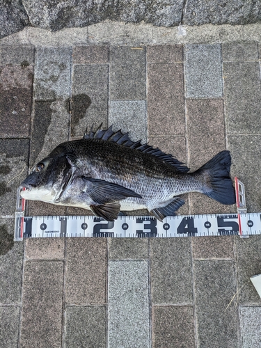 クロダイの釣果