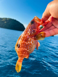 アコウの釣果