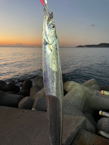 タチウオの釣果