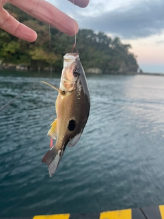 クロホシフエダイの釣果