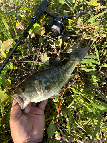 ラージマウスバスの釣果