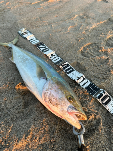 ワラサの釣果