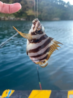 タカノハダイの釣果