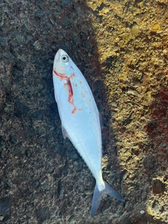 イケカツオの釣果