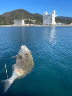 ヘダイの釣果