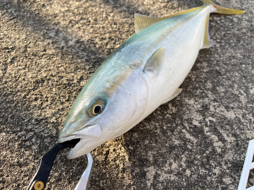 ワカシの釣果