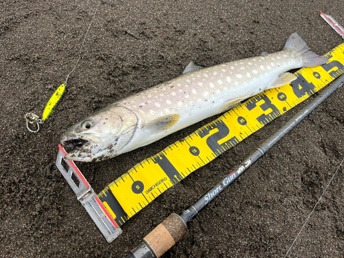 アメマスの釣果