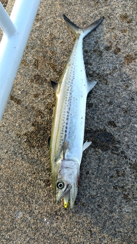 サゴシの釣果