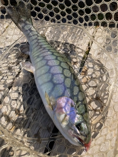 レインボートラウトの釣果