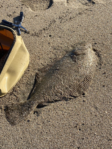 ヒラメの釣果