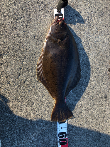 ヒラメの釣果