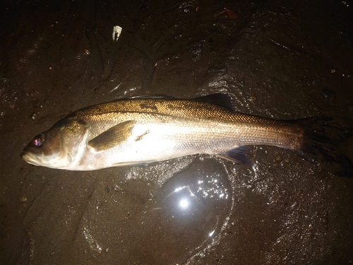 スズキの釣果