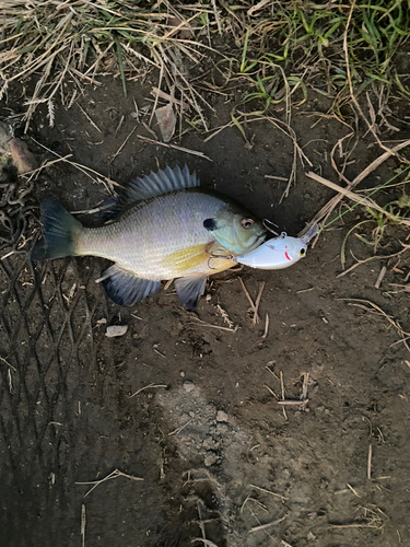 ブルーギルの釣果