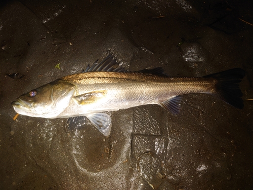 スズキの釣果