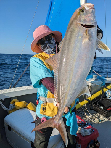 カンパチの釣果