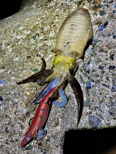 アオリイカの釣果