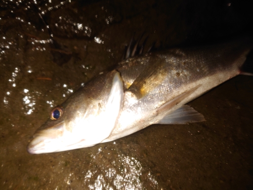 スズキの釣果