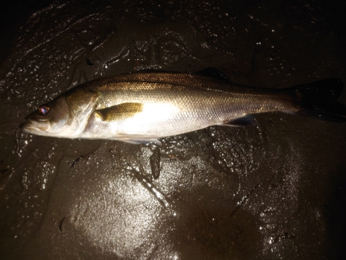 スズキの釣果