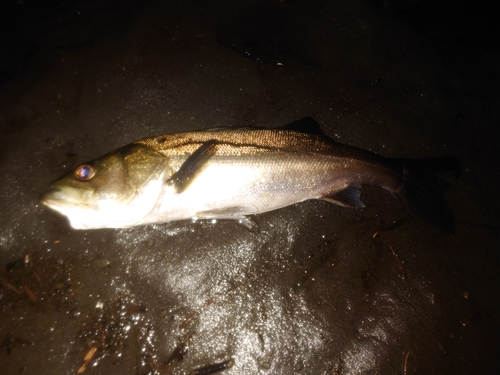 スズキの釣果