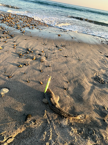 マゴチの釣果