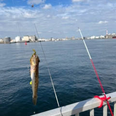 マハゼの釣果