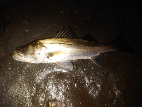 スズキの釣果