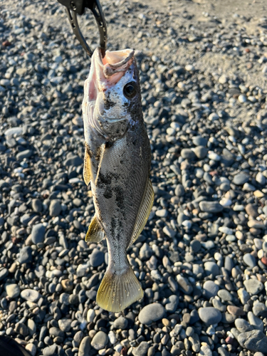 ニベの釣果