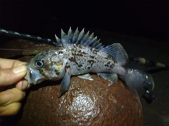 クロソイの釣果