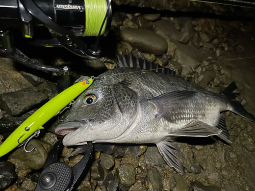 チヌの釣果