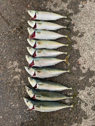 サバの釣果