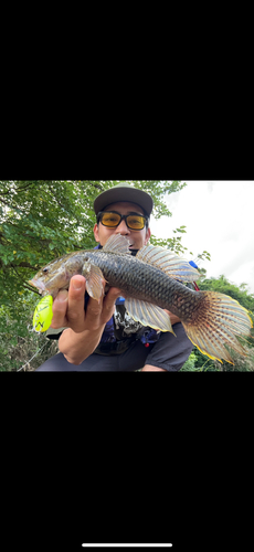 ホシマダラハゼの釣果