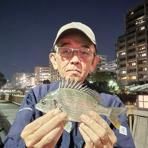 キビレの釣果