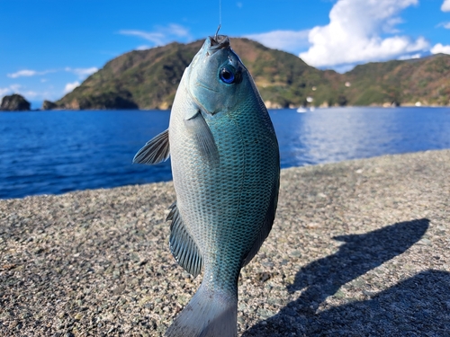 メジナの釣果