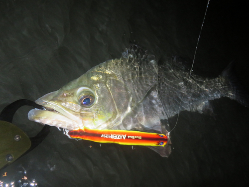 シーバスの釣果