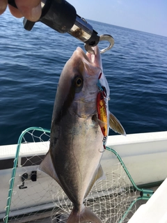 カンパチの釣果