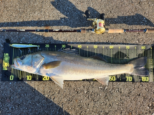 シーバスの釣果