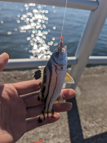 コトヒキの釣果