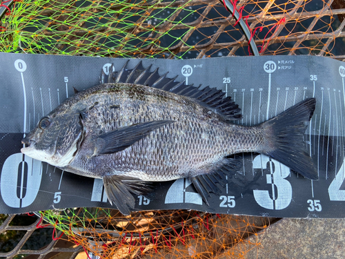 クロダイの釣果