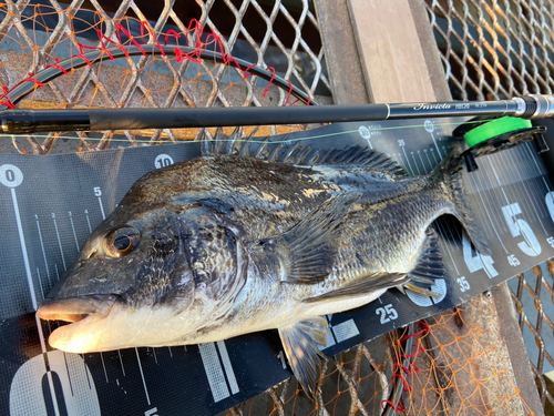 クロダイの釣果