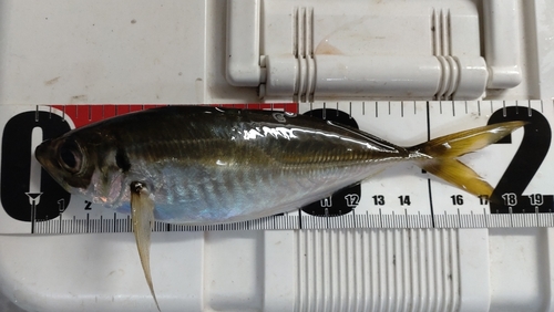 マアジの釣果