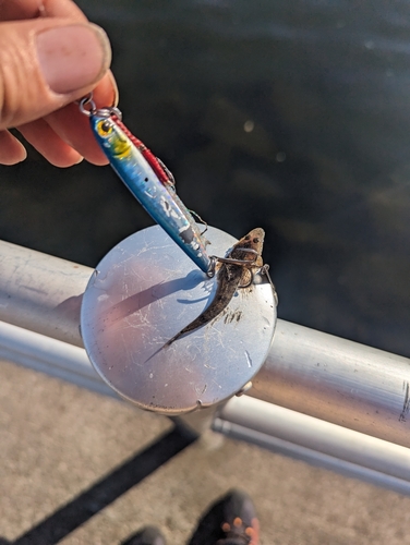 マゴチの釣果