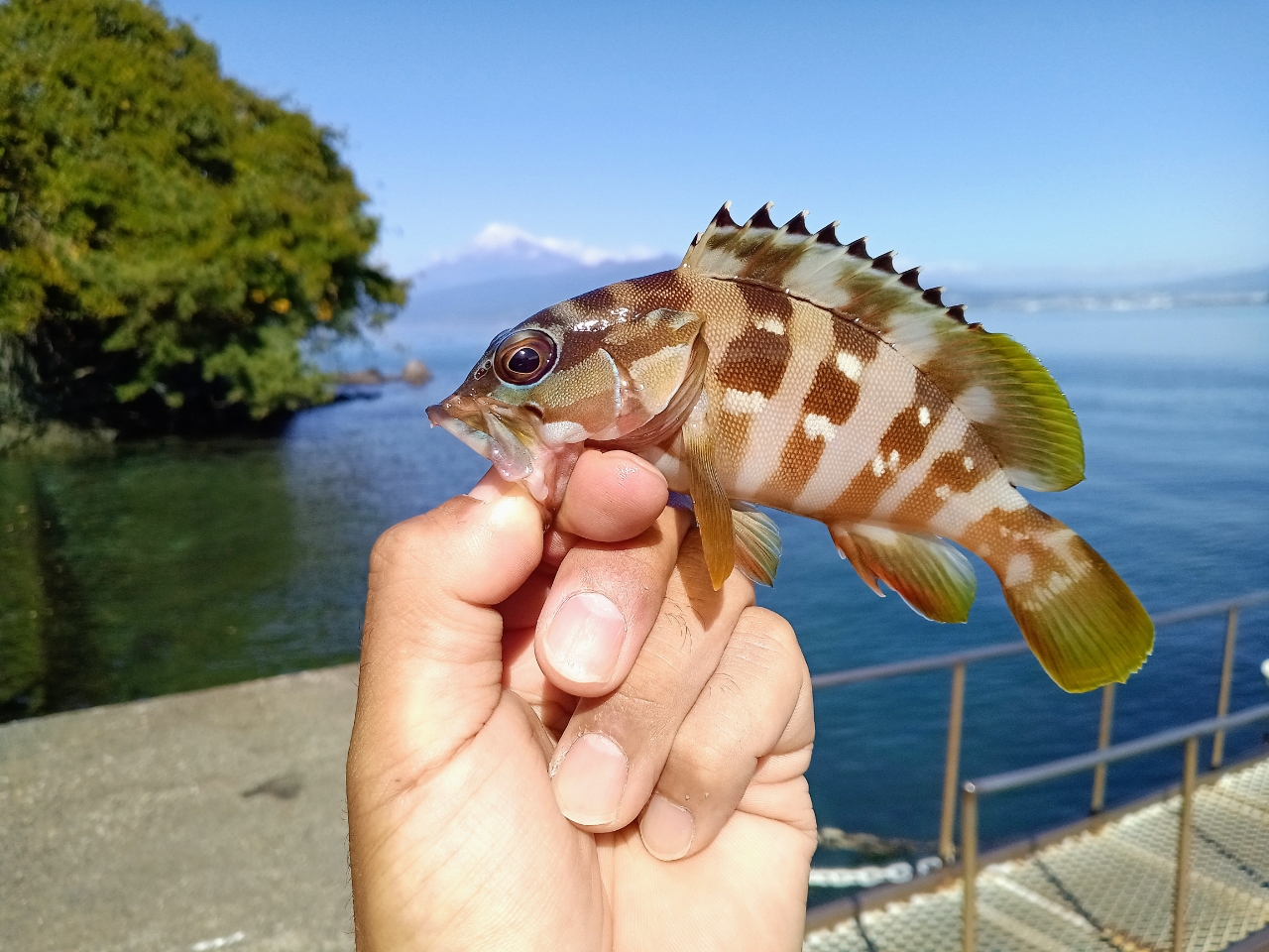 オオモンハタ