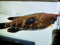 アコウの釣果