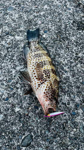 オオモンハタの釣果