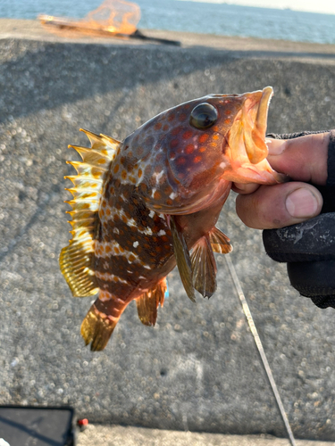 アズキハタの釣果